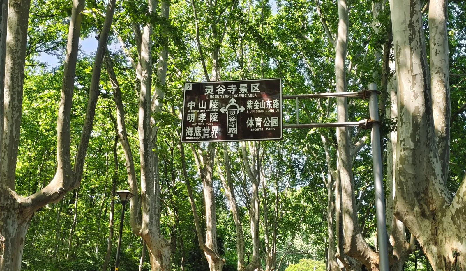 梧桐大道
